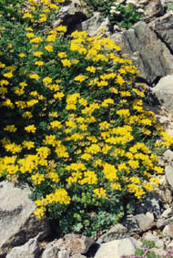 Hippocrepis comosa